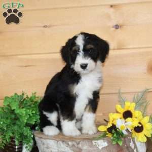 Pumpkin, Bernedoodle Puppy